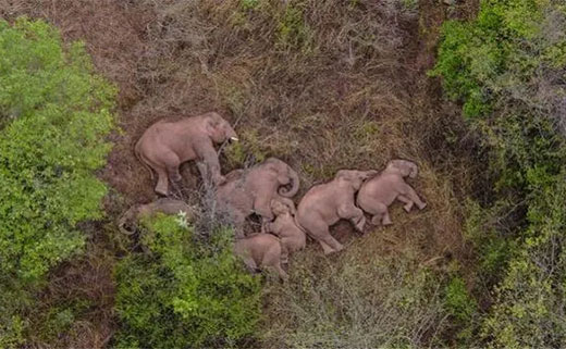 Elephant's Northward Trek | Caltta Emergency Communication System All The Way To Guard